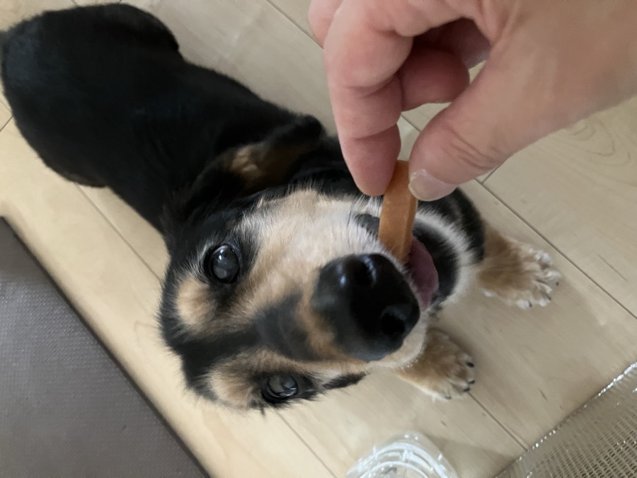 紗ミニをねだるマロン